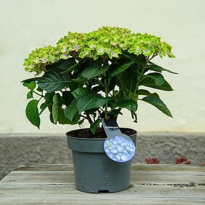S Hydrangea macrophylla 40-55cm/3-4 NL, živá rostlina