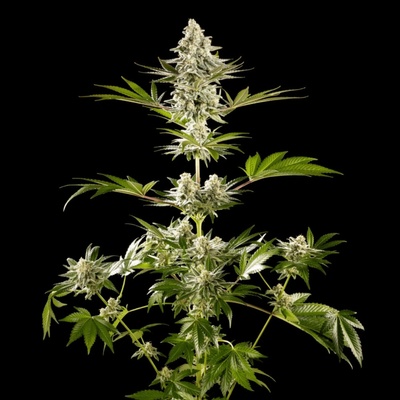 Kannabia Seeds Melonade-K semena neobsahují THC 3 ks