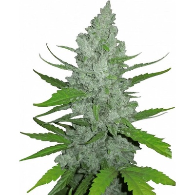 Fastbuds Original Auto Sour Diesel semienka neobsahujú THC 100 ks