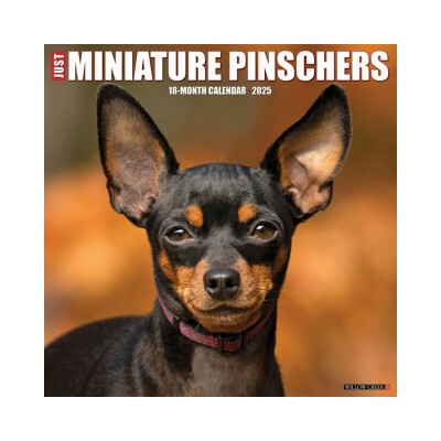 Miniature Pinschers 12 X 12 Wall 2026