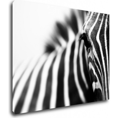 Impresi Obraz Zebra detail - 90 x 70 cm