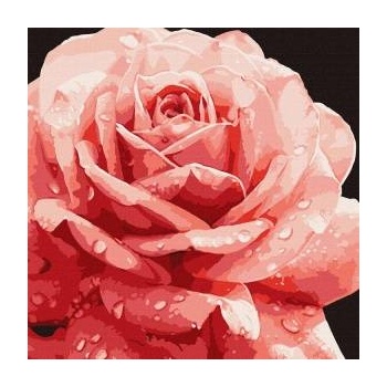 Inni producenci Painting by numbers 40 x 40 cm KHO3236 Perfect Rose AP0095