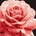 Inni producenci Painting by numbers 40 x 40 cm KHO3236 Perfect Rose AP0095