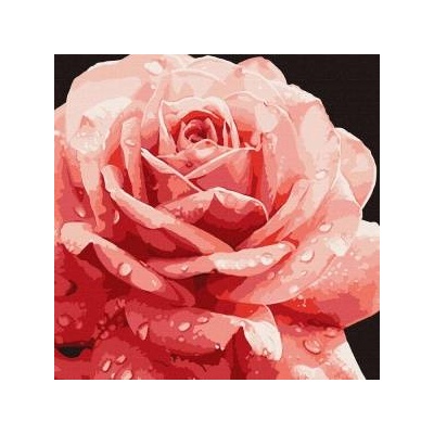 Inni producenci Painting by numbers 40 x 40 cm KHO3236 Perfect Rose AP0095