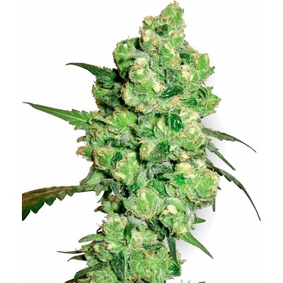 White Label Super Skunk regular semienka neobsahujú THC 10 ks