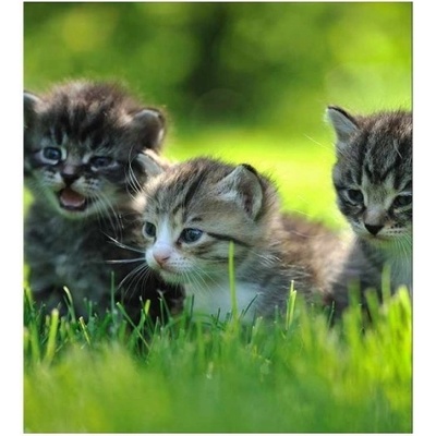 DIMEX ART Флизелинов фототапет котенца 225 x 250 см