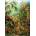 KS Games - Puzzle Haeckel: Muscinae - 1 000 piese