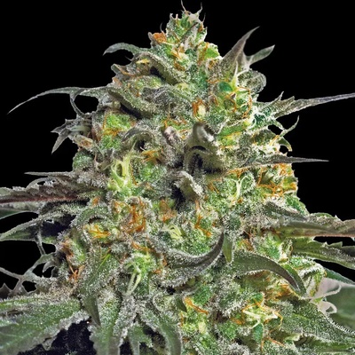 Barney's Farm Peyote Cookies semena neobsahují THC 5 ks