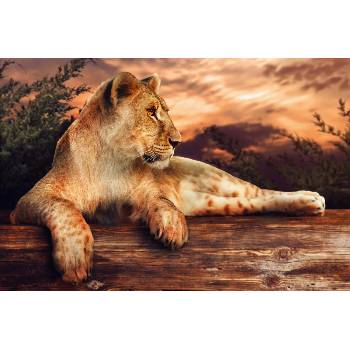 DIMEX ART Флизелинов фототапет лъвица при залез слънце 375 x 250 см