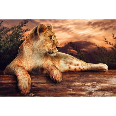 DIMEX ART Флизелинов фототапет лъвица при залез слънце 375 x 250 см