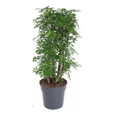 Schefflera arboricola Luseana branched 27x110 cm