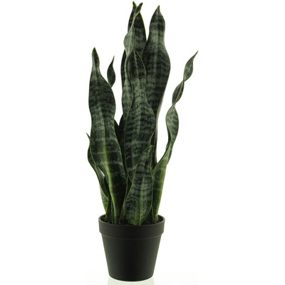 Sansevieria v květináči zelená V51 cm
