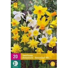 Narcis Botanical Mix XXL 20 cibulí