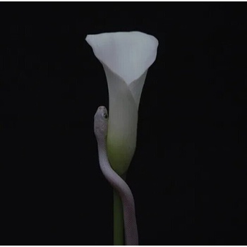 Animals As Leaders - Parrhesia (CD) (0810016765516)