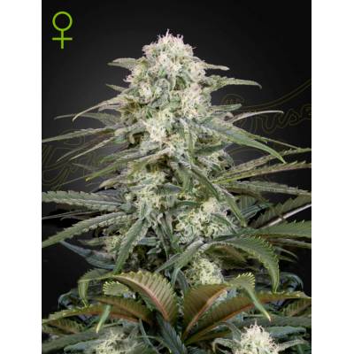 Green House Seeds Kalashnikova AUTO semena neobsahují THC 5 ks
