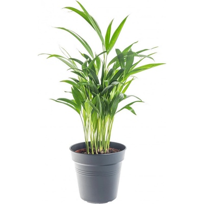 Areka, Areca lutescens, vysoká 30 - 60 cm, průměr květináče 17 cm