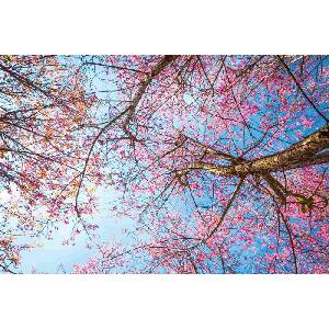 DIMEX ART Флизелинов фототапет цъфтяща череша 375 x 250 см