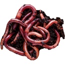 Plastia Vermikompostér 50,5 cm 38 cm zelený + Pěstební set