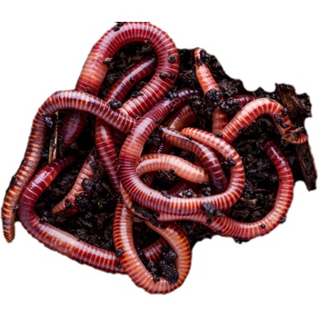 Plastia Vermikompostér 50,5 cm 38 cm zelený + Pěstební set