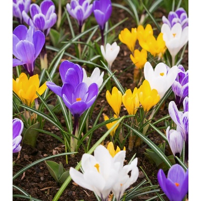 Směs krokusů Crocus mix prodej cibulovin 15 ks