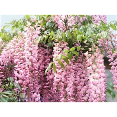 Vistéria vznešená SHOWA BENI 150-200 cm, kont. 3 l