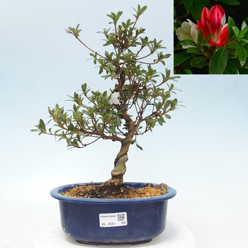 ficus retusa bonsai care Ficus Retusa | Ficus Ginseng 'Bonsai Tree' | Plants