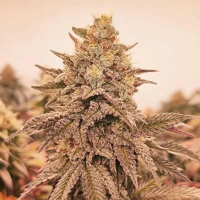 Monkey Genetics Orangu Tangie semena neobsahují THC 3 ks