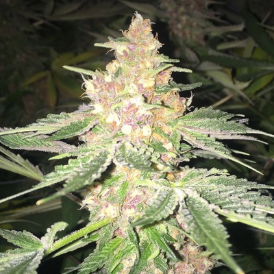 Soma Seeds 5G semienka neobsahujú THC 10 ks