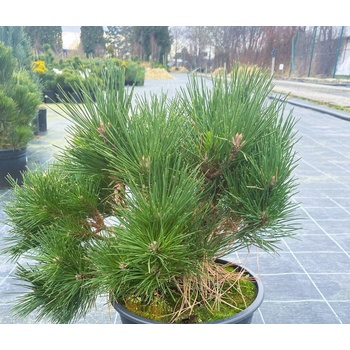 Pinus resinosa 'Nana' Prodejní velikost: 030/050, Velikost hrnku: 7,5 l