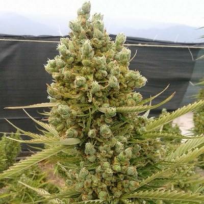 Ace seeds AUTO Malawi x NL semena neobsahují THC 3 ks