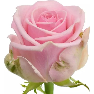 Růžová růže HEAVEN! 55cm (M)