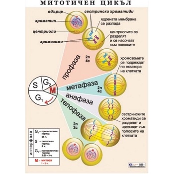 Учител bg Митотичен цикъл a4