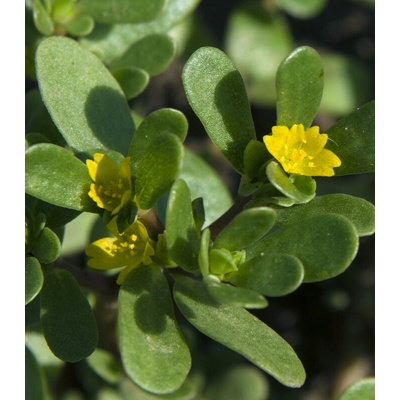 Šrucha zelná Golden - Portulaca oleracea - prodej semen - 100 ks