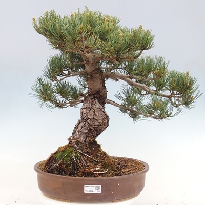 e-bonsai Venkovní bonsai - Pinus parviflora - Borovice drobnokvětá