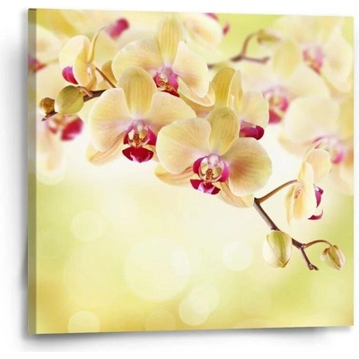 Sablio Obraz Orchidej 2 - 50x50 cm