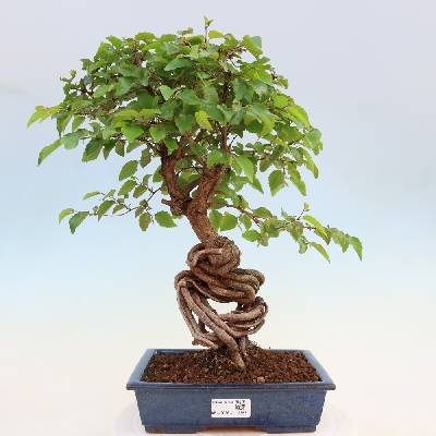 e-bonsai Venkovní bonsai -Carpinus coreana - Habr korejský