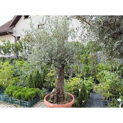 Olivovník európsky bonsaj, obvod kmeňa 70-80cm, výška cca 200-220cm
