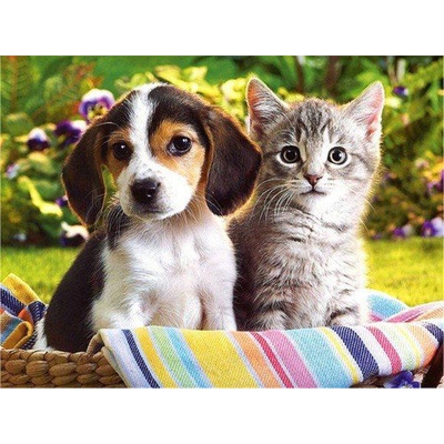 Norimpex - Puzzle Diamond Painting: Friends in the basket 30x40cm - 1 - 39 piese