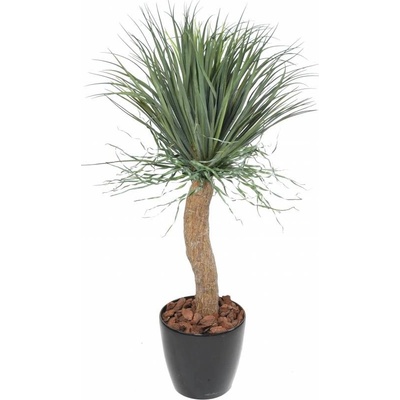 BEAUCARNEA RECURVATA, 116cm