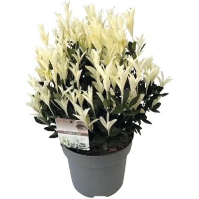 Bršlen japonský FloraSelf Euonymus Japonicus 'Extravaganza' kvetináč 10 l