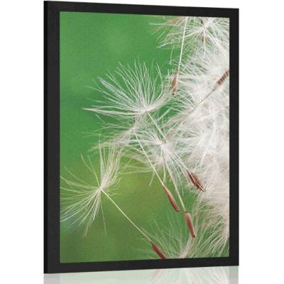 Plakát semínka pampelišky - 40x60 silver
