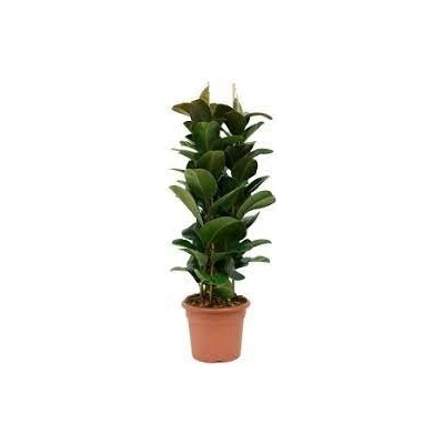 Fikus - Ficus elastica "Robusta" 35x140 cm