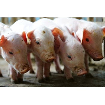 DIMEX ART s. r. o Флизелинов фототапет малки прасенца 375 x 250 см