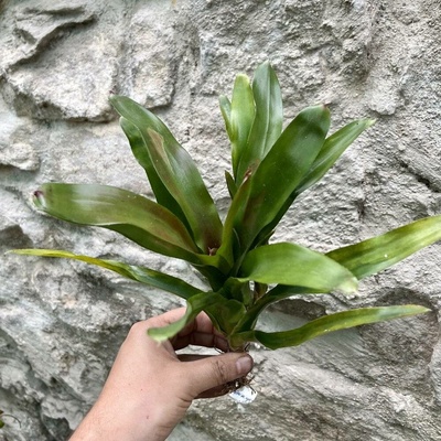 Neoregelia - Xantipa