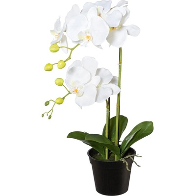 Gasper Gasper Orchidea v kvetináči, 55 cm, biela