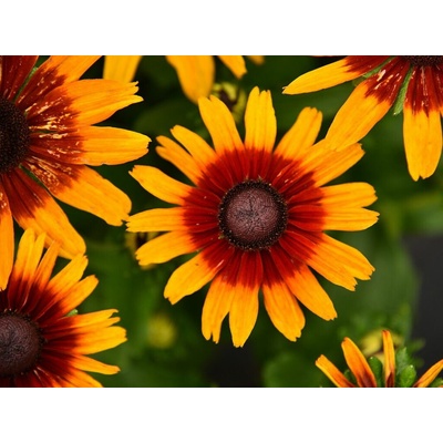 Rudbekia SmileyZ Joyful - Rudbeckia, kont. 1 l