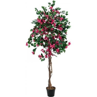 Bougainvillea červená, 180 cm