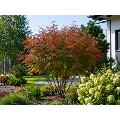 Jarabina vtáčia Dodong, výška 90-120 cm, kvetináč 3 l