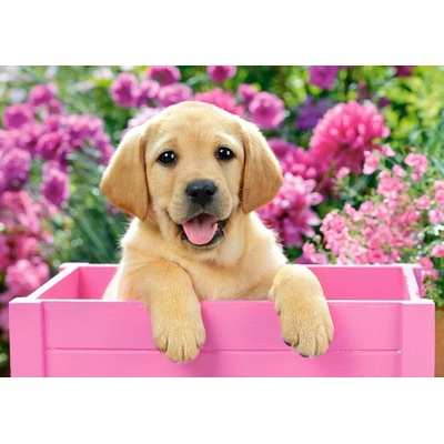 Castorland - Puzzle Labrador Puppy in Pink Box - 300 piese