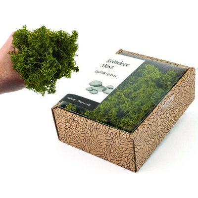 KreaBox - Olivovo zelený lišajník